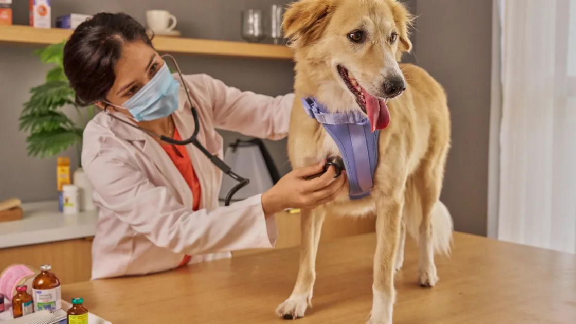 Vet clinic Google traffic gap visual