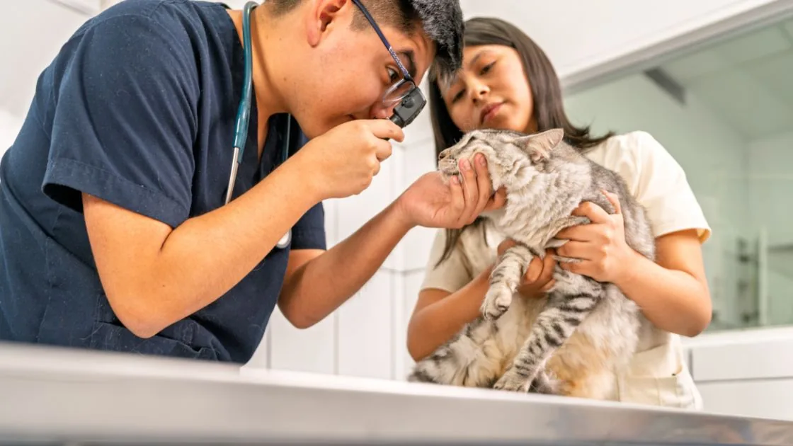 AI SEO Analysis for Veterinary Clinics in Singapore
